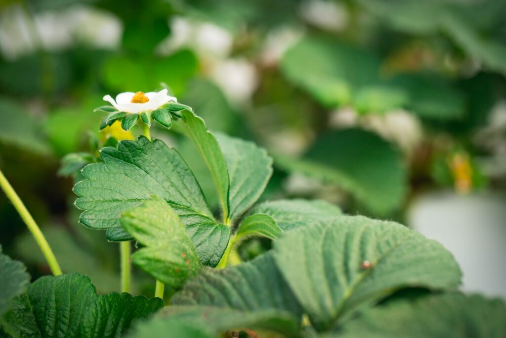 פרחים ועלים ירוקים הגדלים על מערכת גידול הידרופונית