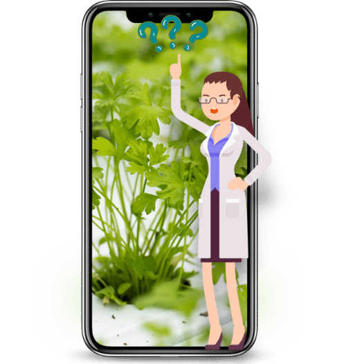 טלפון נייד עם מורה בחלוק מעבדה לבן המציגה תמונה של מערכת גידול הידרופונית עם צמחי נוי ירוקים